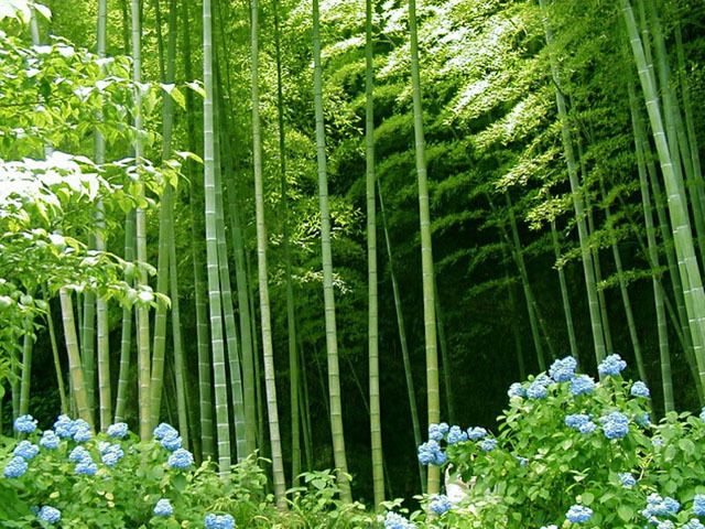 images729470_bamboo_forest_1