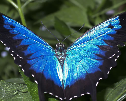 Mơ thấy bướm: Tượng trưng đời sống tình thần của con người – 