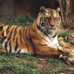 10 điều đại kỵ trong phong thủy nhà ở