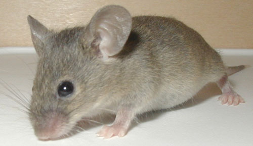 Mơ thấy chuột: Sợ bơ vơ khốn khổ và mất cảm giác an toàn – 