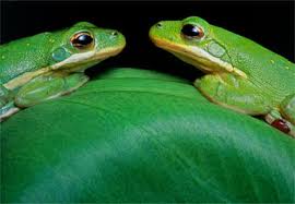 Mơ thấy ếch: Sẽ gặp bạn tốt – 