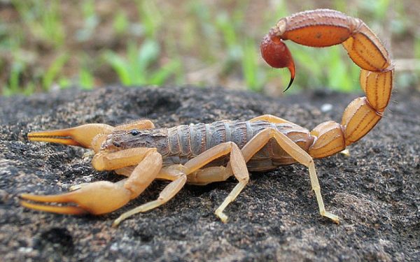 Mơ thấy bò cạp là điềm gì