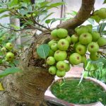 Giải mã giấc mơ thấy quả sung