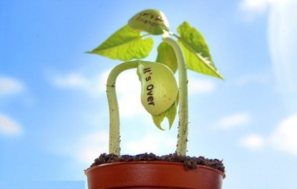 Mơ thấy trồng đậu