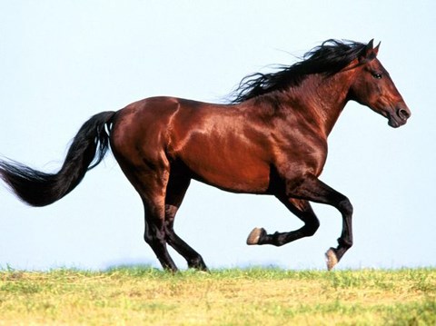 Mơ thấy ngựa: Có liên quan đến bạn bè và tình yêu – 