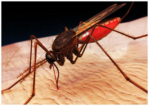 Mơ thấy muỗi: Tai họa liên tiếp xảy đến – 