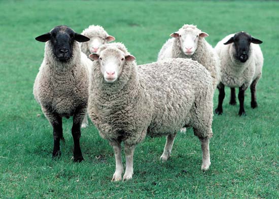Mơ thấy cừu: Giàu có và hạnh phúc – 