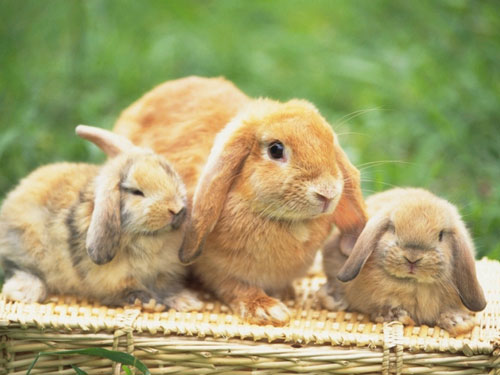 Mơ thấy thỏ: Gặp lại bạn cũ – 