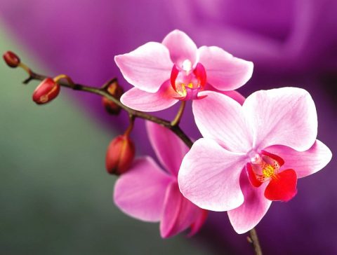 Hoa phong lan tím nhạt