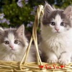 Tử vi ngày 19 tháng 3 năm 2019
