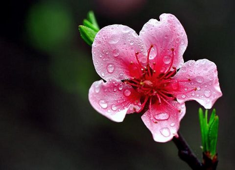 Hoa đào và ý nghĩa các loại hoa