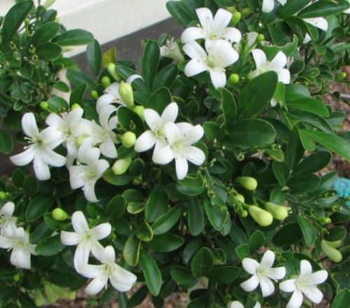 Hoa nguyệt quế có mùi hương thơm