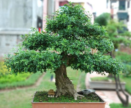 Cây nguyệt quế lá nhỏ mang ý nghĩa lớn trong phong thủy