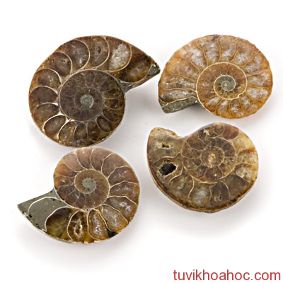 fossil_ammonite_fs0003_m1691