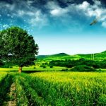 Giải mã giấc mơ thấy lúa chín báo điềm gì?