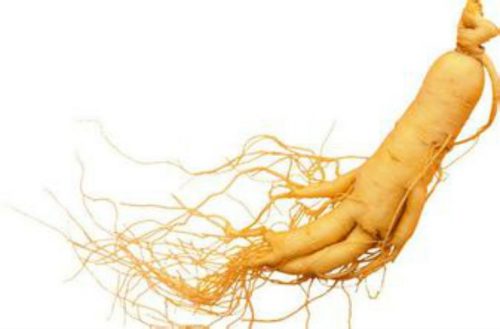 Bạn có thể biếu tặng ông bà, cha mẹ nhân sâm để bồi bổ sức khỏe