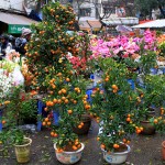 Loài hoa mang ý nghĩa lạnh lùng, vô cảm