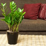 Những lưu ý phong thủy khi trồng cây trong nhà
