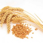 Mơ thấy hạt lúa mì mang ý nghĩa gì?