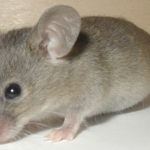 Mơ thấy con chuột mang ý nghĩa gì?