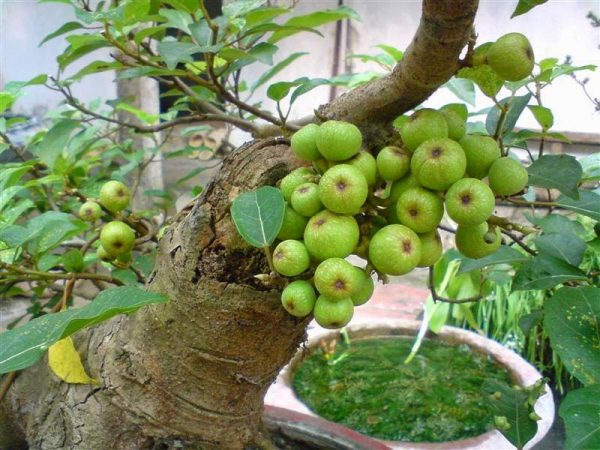 Ý nghĩa giấc mơ thấy quả sung