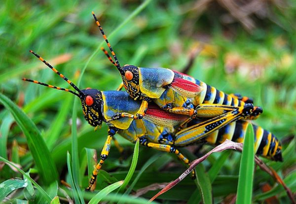 Mơ thấy châu chấu nhiều màu sắc