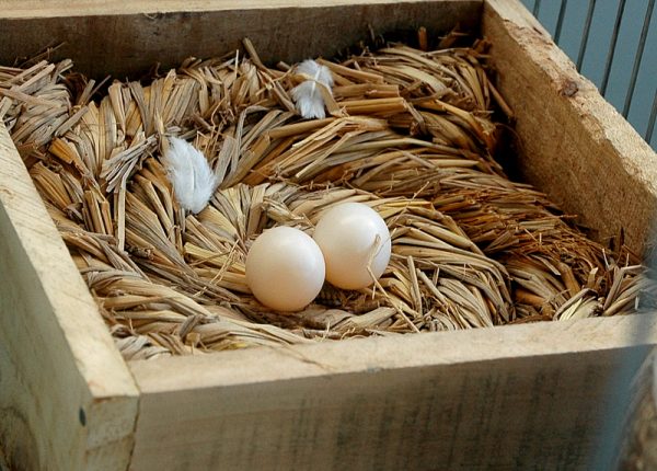 Mơ thấy trứng chim bồ câu