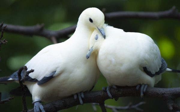 Mơ thấy chim bồ câu kết đôi