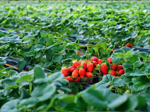 Mơ thấy vườn dâu tây