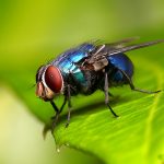 Mơ thấy ruồi nhặng có ý nghĩa gì?