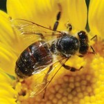 Mơ thấy con ong mang ý nghĩa gì?