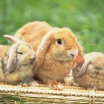 Ngủ mơ thấy thỏ có ý nghĩa gì?