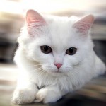Những chú ý khi nuôi mèo trong phong thủy
