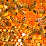 Nằm mơ thấy tổ ong có ý nghĩa gì?