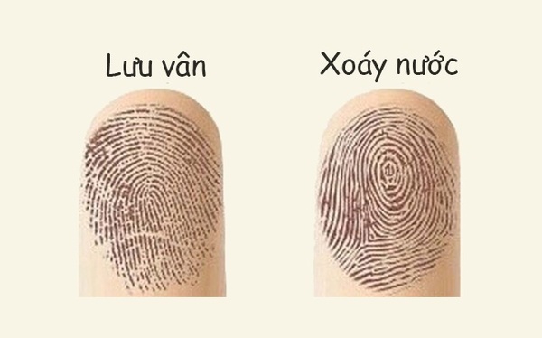 Dấu vân tay