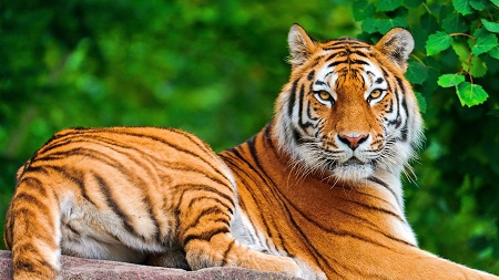 tiger-237900