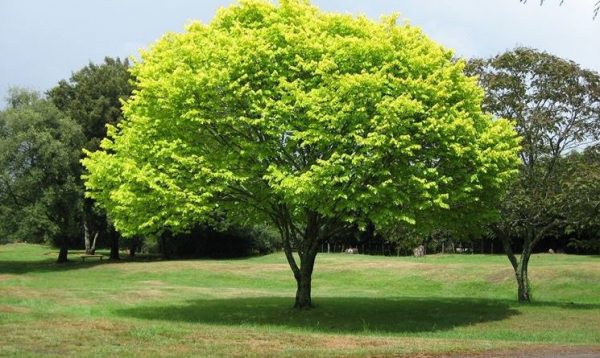 Mơ thấy cây cối là điềm gì