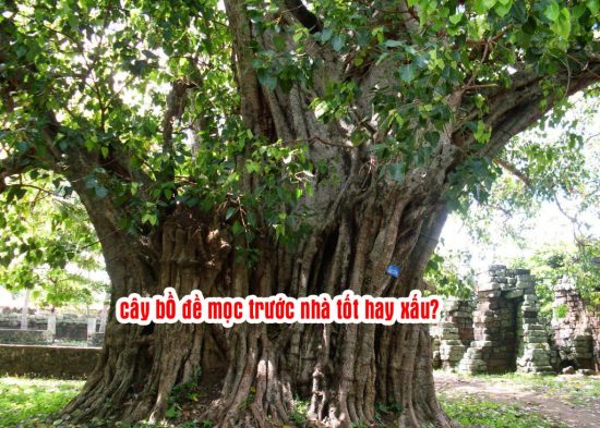 Cây bồ đề mọc trước nhà có ý nghĩa và tác dụng gì, tốt hay xấu?