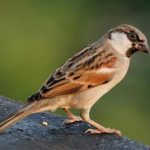 Giải mã giấc mơ thấy chim sẻ