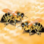Bị ong đốt, chích tốt hay xấu dự báo điềm gì?