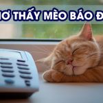 Giải mã ý nghĩa nằm ngủ mơ thấy mèo con?