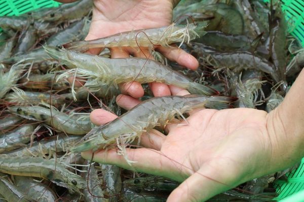 Mơ thấy bắt tôm