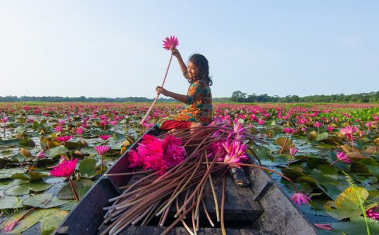 Mơ thấy hái hoa