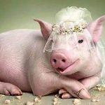 Mơ thấy lợn có ý nghĩa gì ?