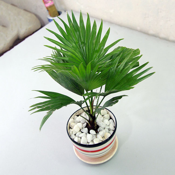 Cây cọ cảnh