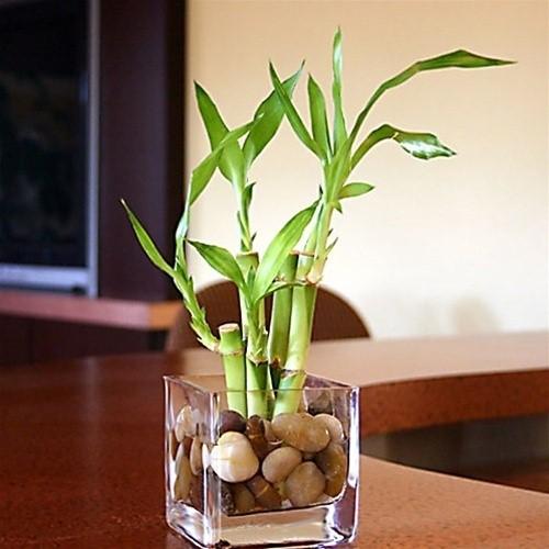 Cây Phất Dụ phong thủy