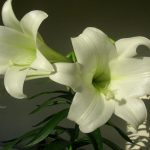 Phong thủy hoa Bách hợp – Lis – Lily