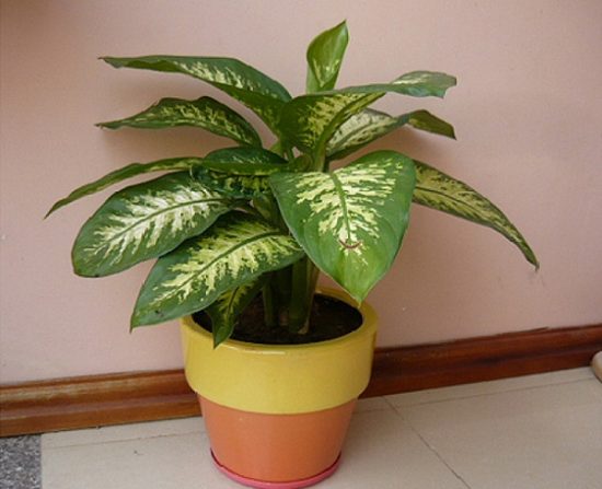 Cây vạn niên thanh ra hoa có độc không?