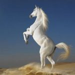 Tử vi 2018 tuổi Bính Ngọ nam mạng