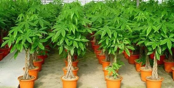 Cây kim ngân mang lại ý nghĩa phong thủy